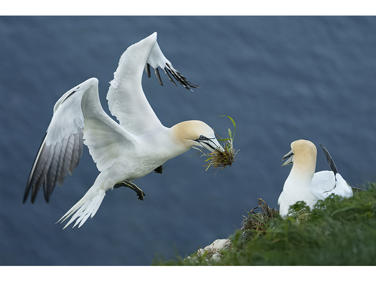 NORTHERN GANNET BRINGING NESTING MATERIAL by ANTHONY BAINES