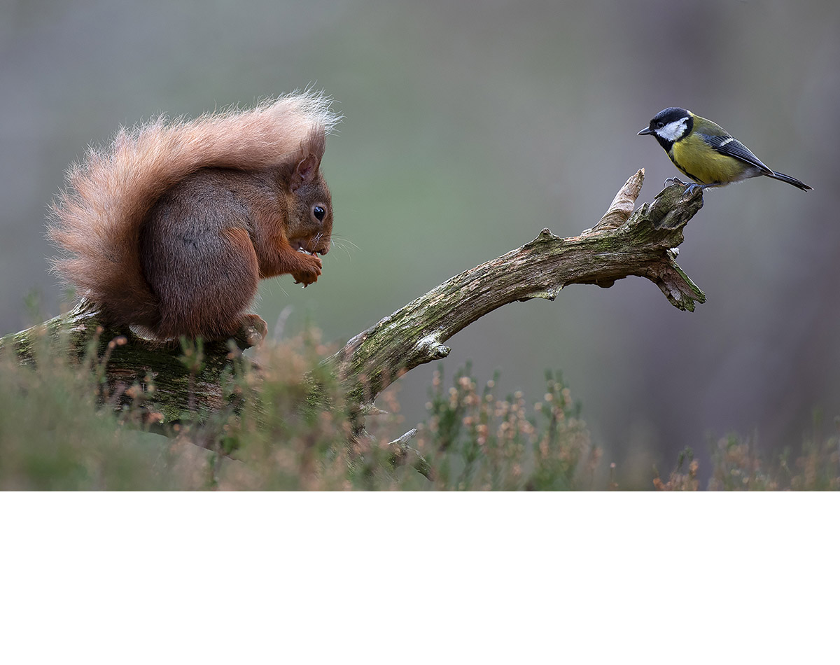 GREAT TIT WAITING FOR SPOILS FROM RED SQUIRREL by RICHARD NUTTER.