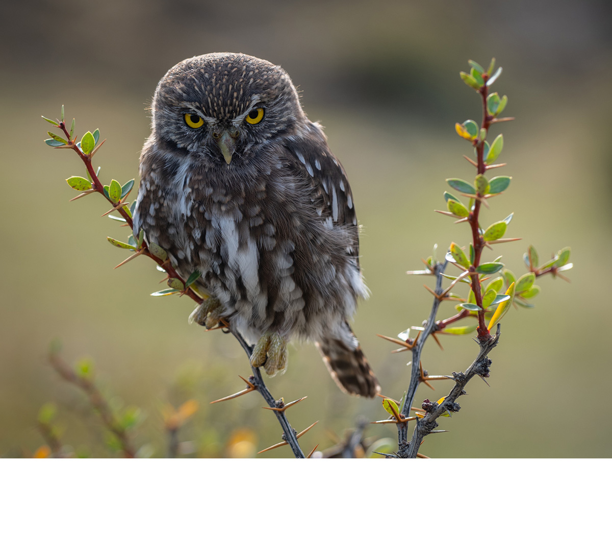 INFANT PYGMY OWL by NICHOLAS HILL