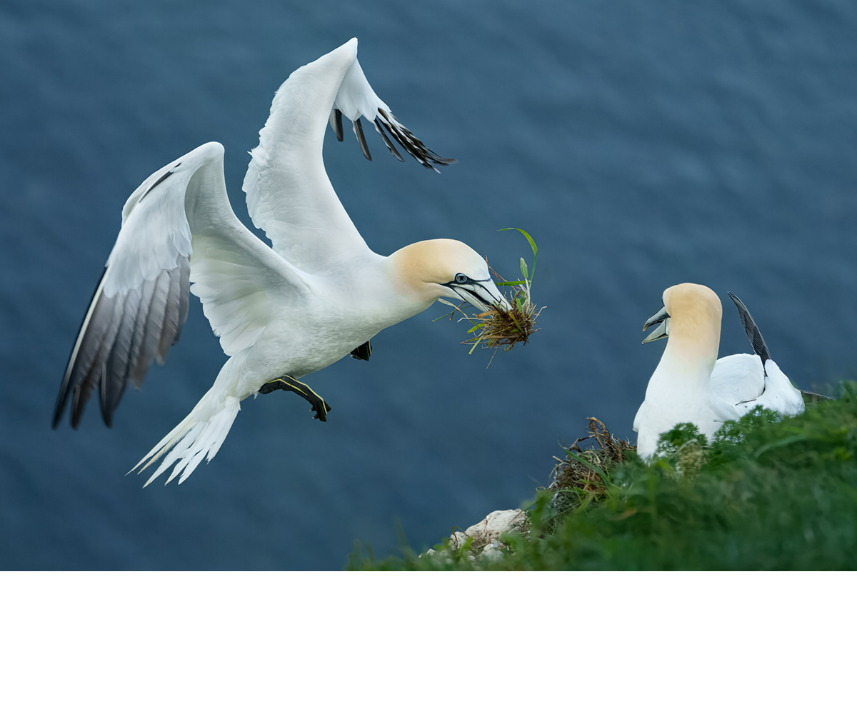 NORTHERN GANNET BRINGING NESTING MATERIAL by ANTHONY BAINES