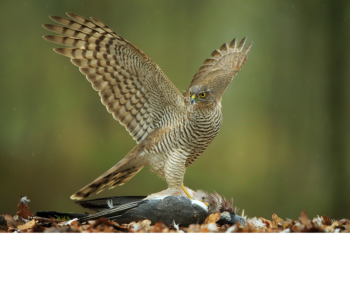 SPARROWHAWK HAS PIGEON by BOB DEVINE